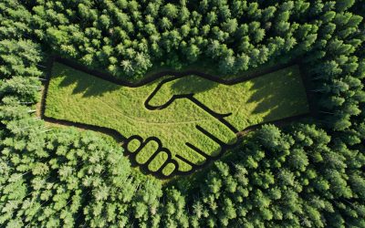 EmpCo & Klimazertifikate: Warum ex-ante Projekte jetzt zum strategischen Gewinner werden